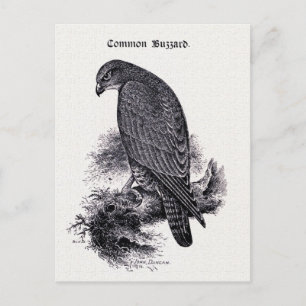 illustratie "Common Buzzard" Briefkaart