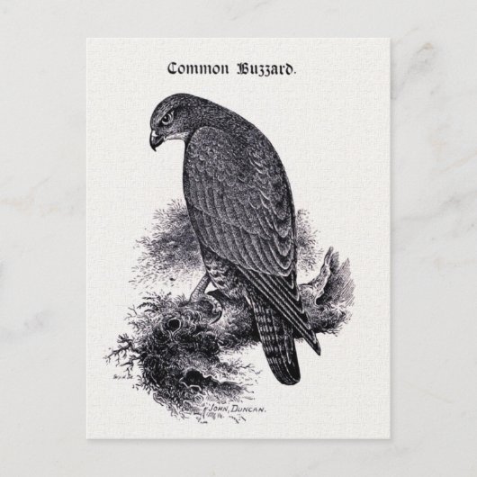  illustratie "Common Buzzard" Briefkaart (Voorkant)