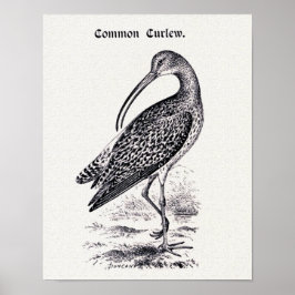  illustratie "Common Curlew" Poster