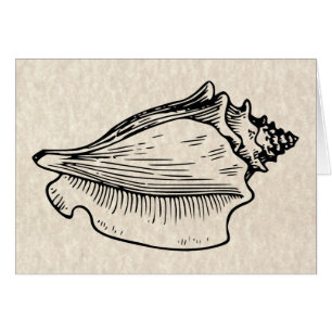 illustratie Conch Shell