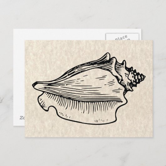  illustratie Conch Shell Briefkaart (Voorkant / Achterkant)