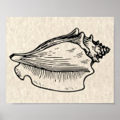 illustratie Conch Shell Poster (Voorkant)