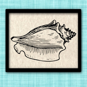  illustratie Conch Shell Poster