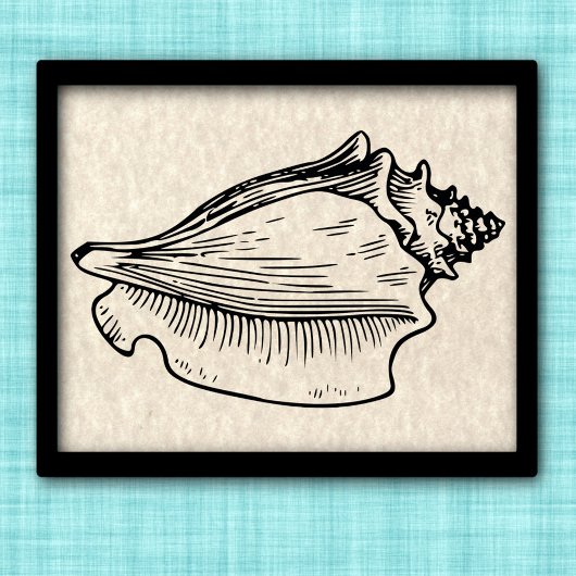 illustratie Conch Shell Poster