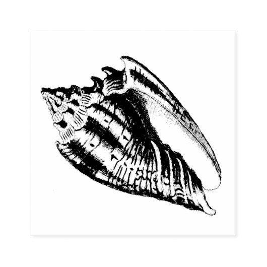 Illustratie Conch Shell Rubberstempel (Afrduk)