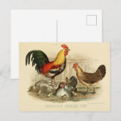 Illustratie coq et poule briefkaart (Voorkant / Achterkant)