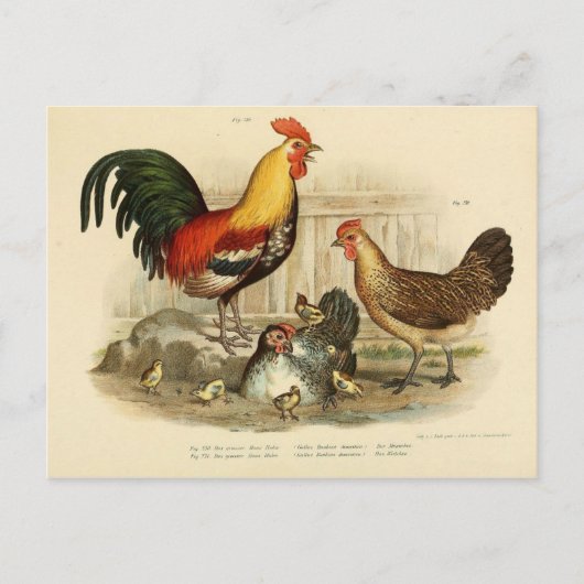 Illustratie coq et poule briefkaart (Voorkant)