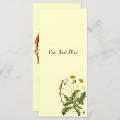  illustratie Dandelion (Voorkant / Achterkant)