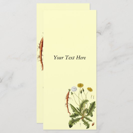  illustratie Dandelion (Voorkant / Achterkant)