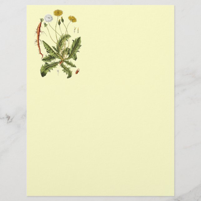  illustratie Dandelion (Voorkant)