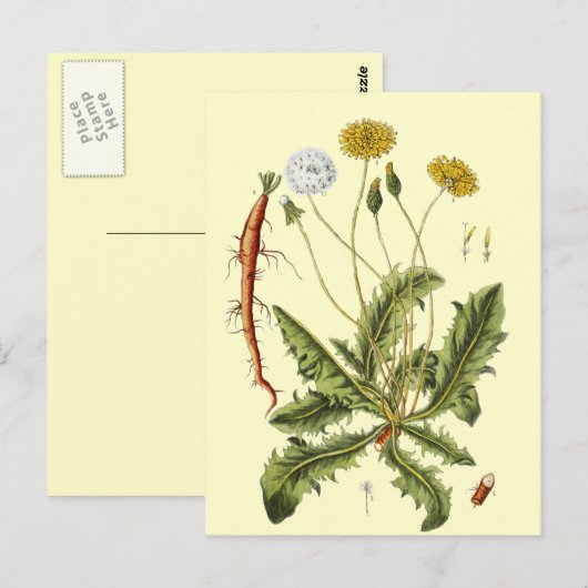  illustratie Dandelion Briefkaart (Voorkant / Achterkant)