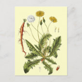  illustratie Dandelion Briefkaart (Voorkant)