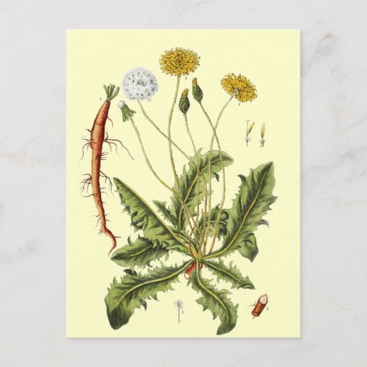  illustratie Dandelion Briefkaart (Voorkant)