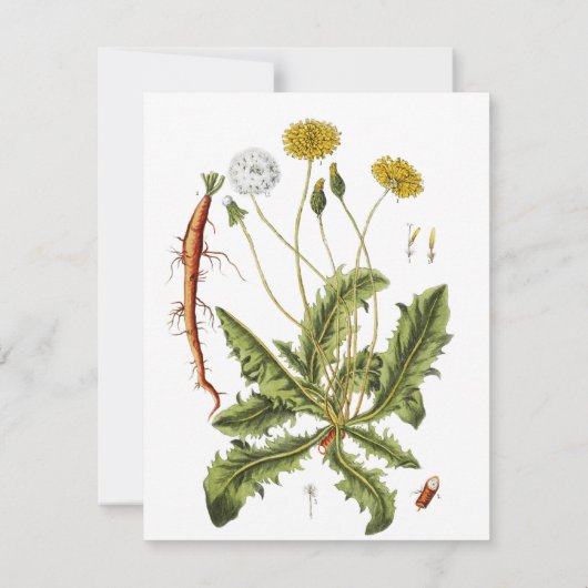  illustratie Dandelion Kaart (Achterkant)