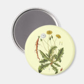  illustratie Dandelion Magneet (Voorkant / Achterkant)