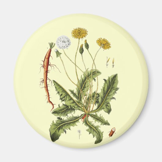  illustratie Dandelion Magneet (Voorkant)