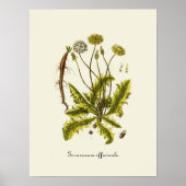 illustratie Dandelion Poster (Voorkant)
