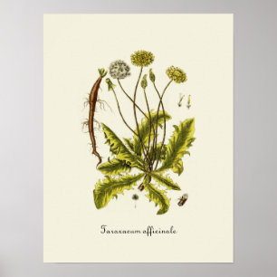 illustratie Dandelion Poster