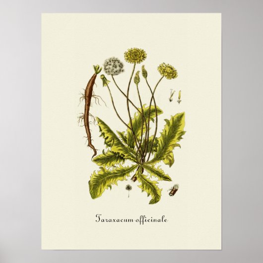 illustratie Dandelion Poster (Voorkant)