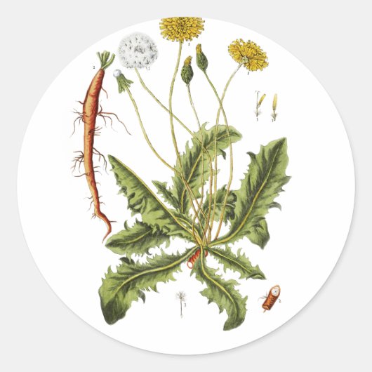 illustratie Dandelion Ronde Sticker (Voorkant)