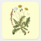 illustratie Dandelion Vierkante Sticker (Voorkant)