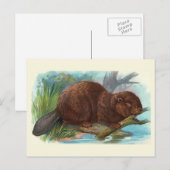  illustratie "De bever" Briefkaart (Voorkant / Achterkant)
