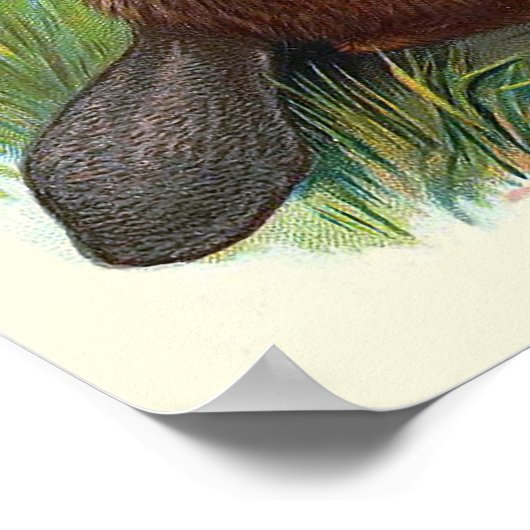  illustratie "De bever" Poster (Hoek)