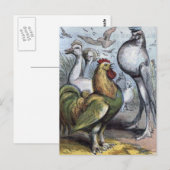 illustratie "de heer Bantam" Briefkaart (Voorkant / Achterkant)
