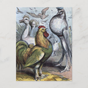 illustratie "de heer Bantam" Briefkaart