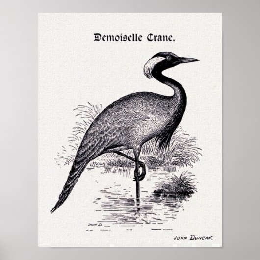 illustratie "Demoiselle Crane" Poster (Voorkant)