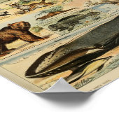  illustratie dieren poster (Hoek)