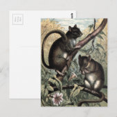 illustratie: Dormouse Briefkaart (Voorkant / Achterkant)