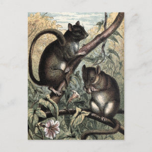 illustratie: Dormouse Briefkaart