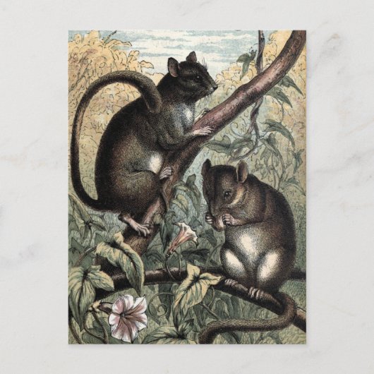 illustratie: Dormouse Briefkaart (Voorkant)