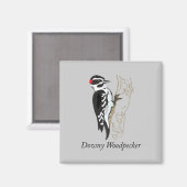 Illustratie Downy Woodpecker Magneet (Voorkant / Achterkant)