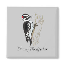 Illustratie Downy Woodpecker