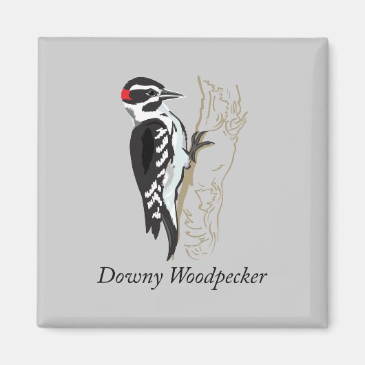 Illustratie Downy Woodpecker Magneet (Voorkant)