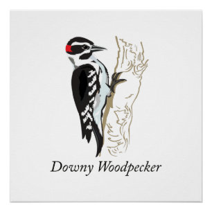 Illustratie Downy Woodpecker Perfect Poster