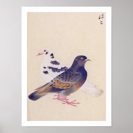 illustratie: Duif Poster (Voorkant)