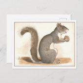 Illustratie  eekhoorn briefkaart (Voorkant / Achterkant)