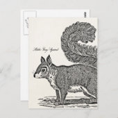 Illustratie  eekhoorn - Eekhoorns van 1800 Briefkaart (Voorkant / Achterkant)
