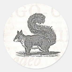 Illustratie eekhoorn - Eekhoorns van 1800 Ronde Sticker