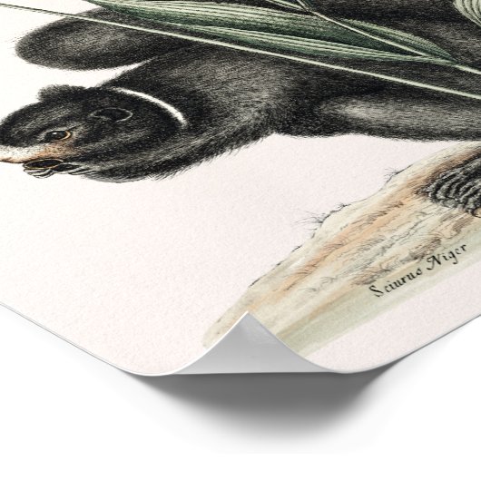 Illustratie  eekhoorn poster (Hoek)