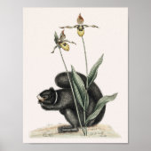 Illustratie  eekhoorn poster (Voorkant)