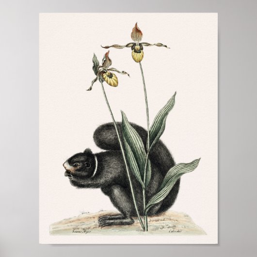 Illustratie  eekhoorn poster (Voorkant)