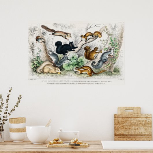 Illustratie  eekhoorns poster (Keuken)