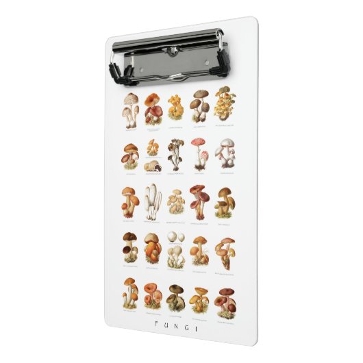 illustratie eetbare niet-eetbare paddenstoelen mini klembord (Angled2)
