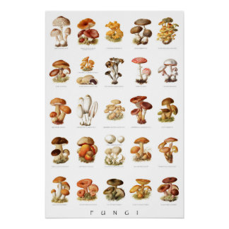  illustratie eetbare niet-eetbare paddenstoelen perfect poster