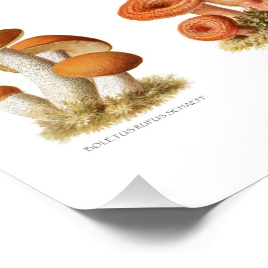 illustratie eetbare niet-eetbare paddenstoelen perfect poster (Hoek)