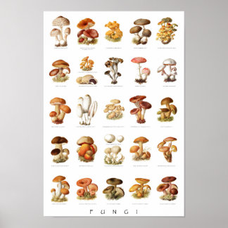  illustratie eetbare niet-eetbare paddenstoelen poster